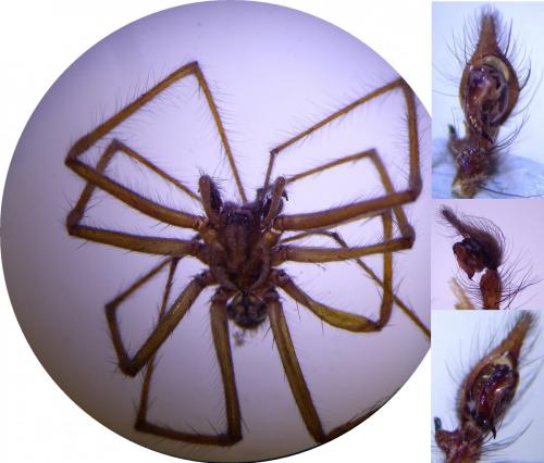 Eratigena saeva